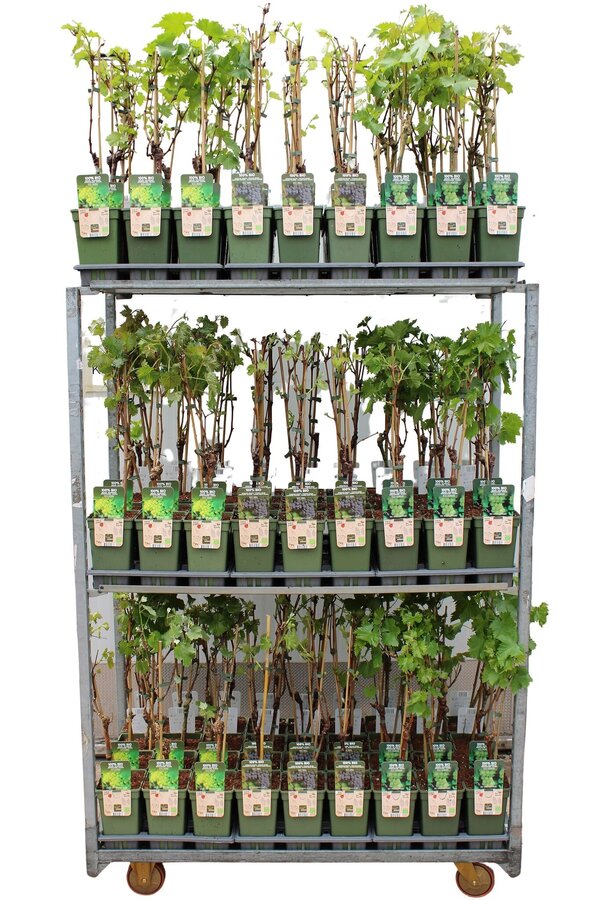 Vitis Mix-Tray Bio P19