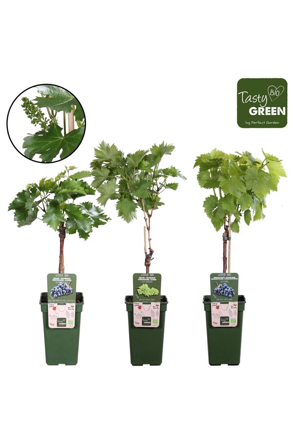 Vitis Mix-Tray Bio P19