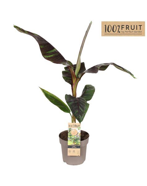 Musa sikkimensis Ever Red P21