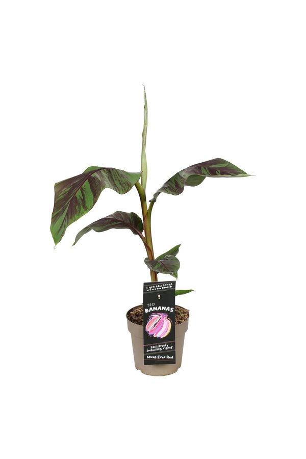 Musa sikkimensis Ever Red P21