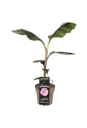 Musa sikkimensis Ever Red P21