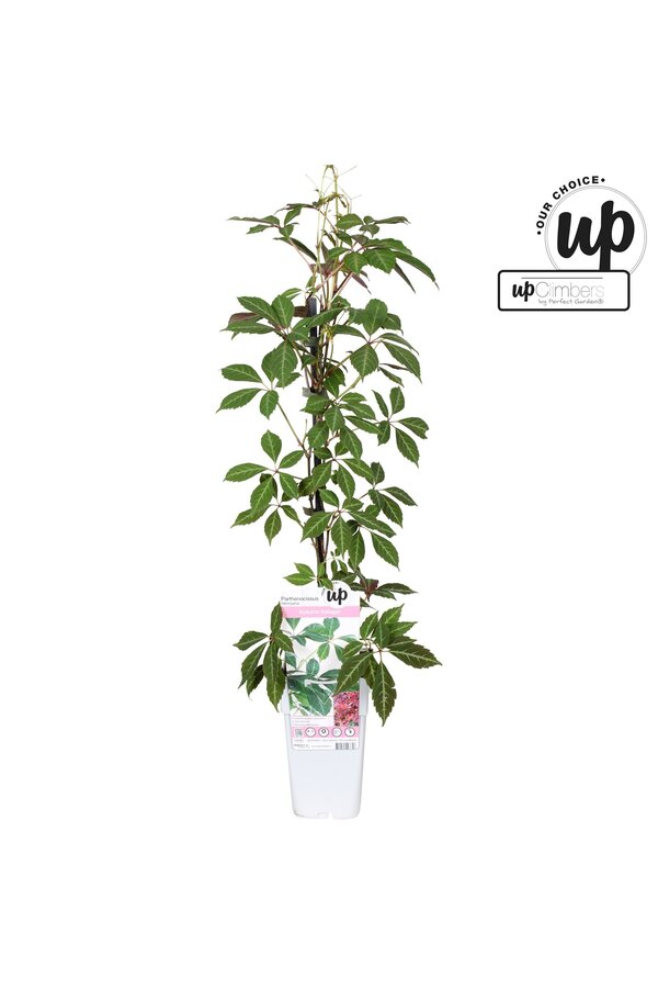 Parthenocissus henryana P15