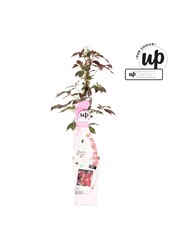 Parthenocissus henryana P15