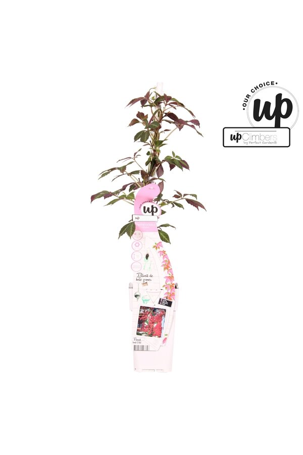 Parthenocissus henryana P15