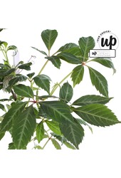 Parthenocissus henryana P15