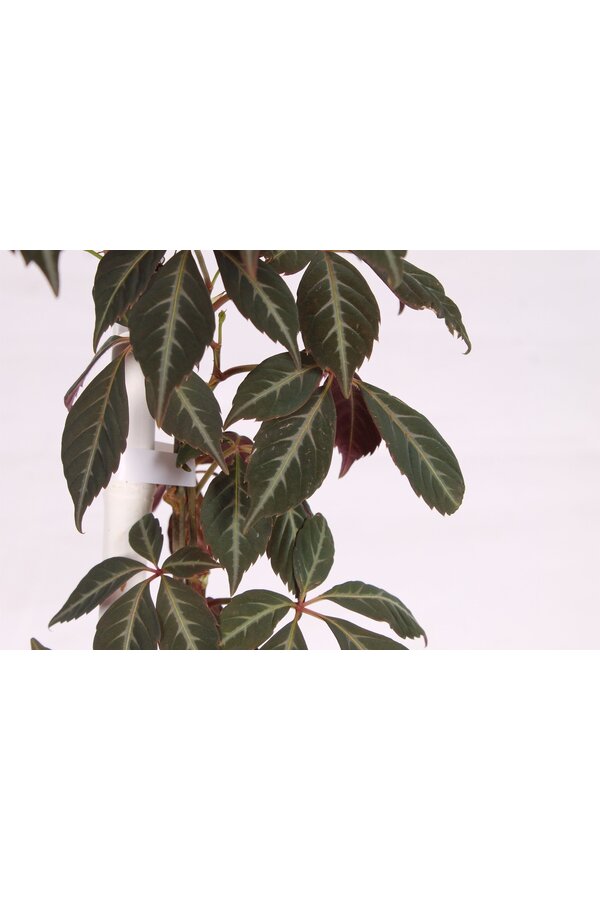 Parthenocissus henryana P15