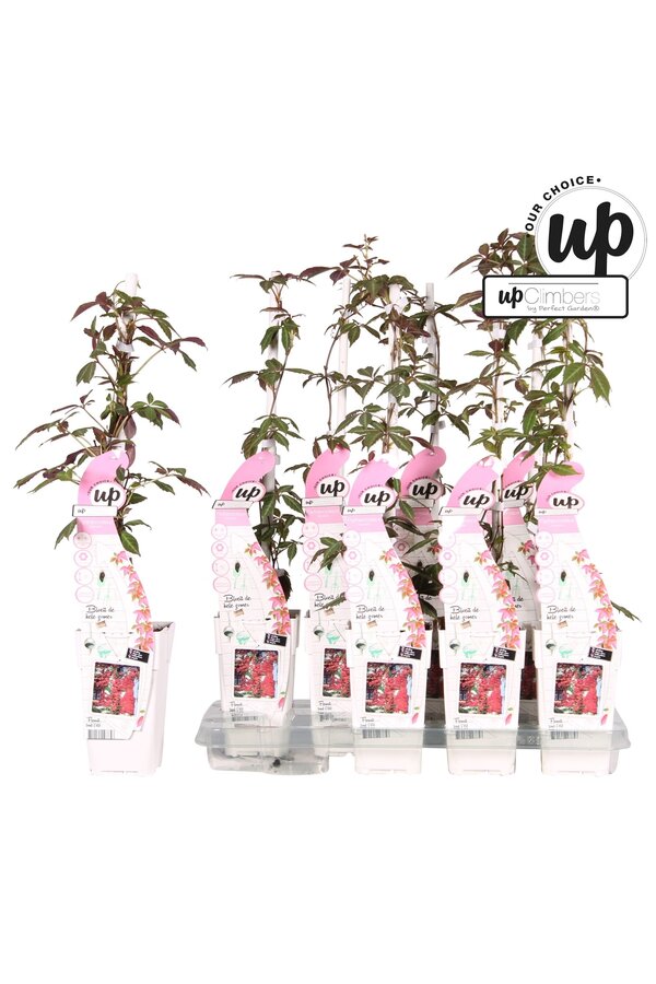 Parthenocissus henryana P15