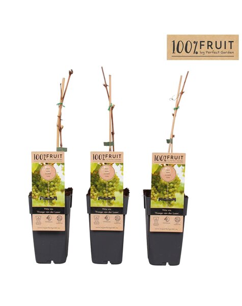 Vitis Frühe van der Laan P15