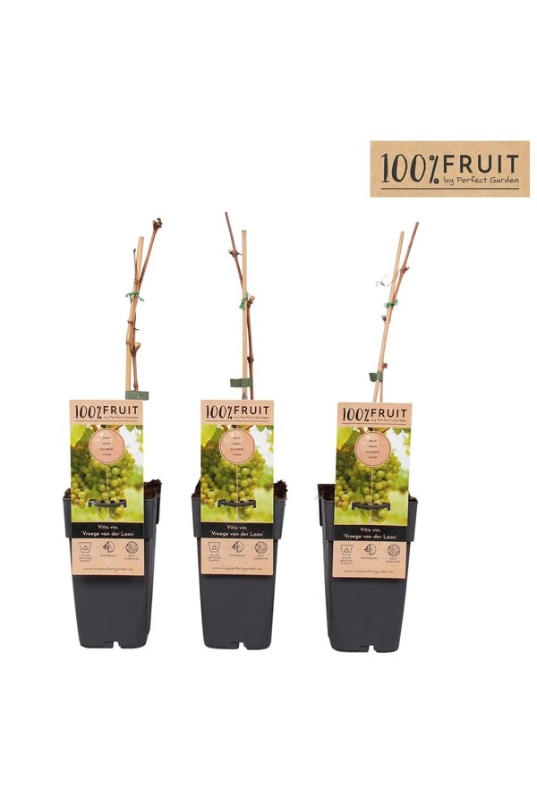 Vitis Frühe van der Laan P15