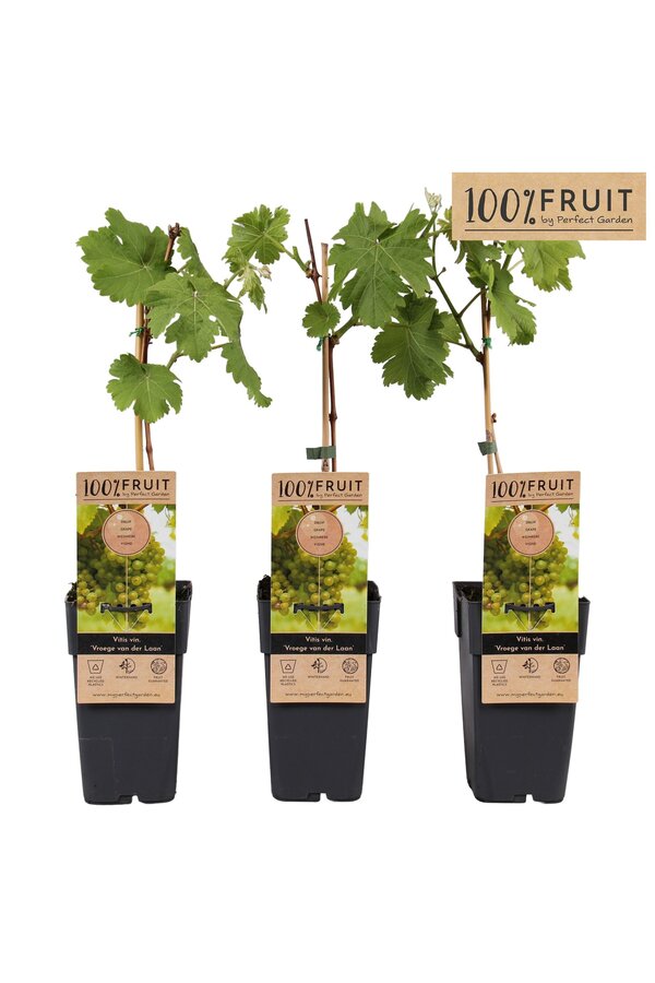 Vitis Frühe van der Laan P15