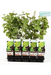 Vitis Frühe van der Laan P15