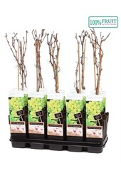 Vitis Frühe van der Laan P15