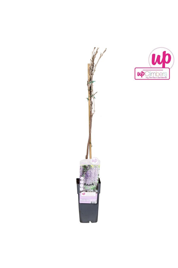 Wisteria floribunda Naga Noda P15