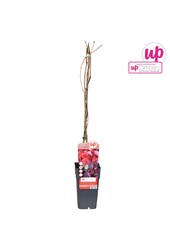 Parthenocissus quinquefolia P15