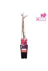 Parthenocissus quinquefolia P15