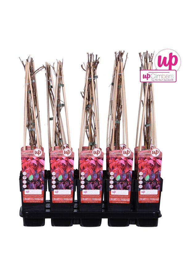 Parthenocissus quinquefolia P15