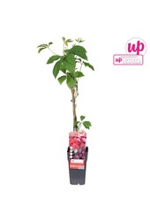 Parthenocissus quinquefolia P15