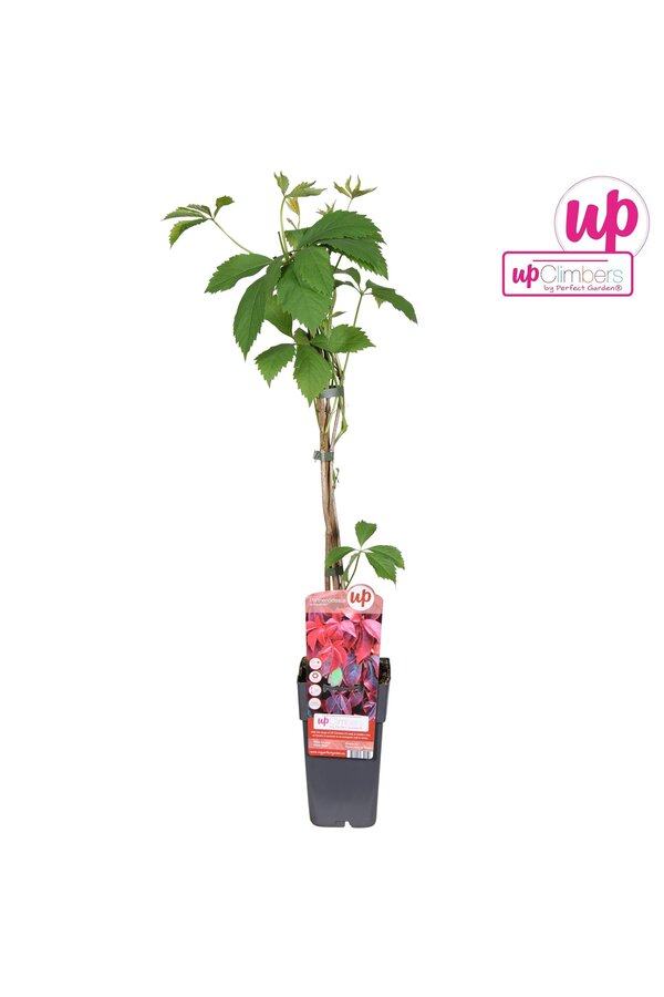 Parthenocissus quinquefolia P15