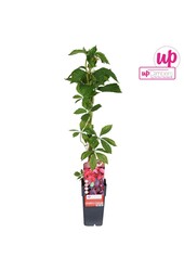 Parthenocissus quinquefolia P15