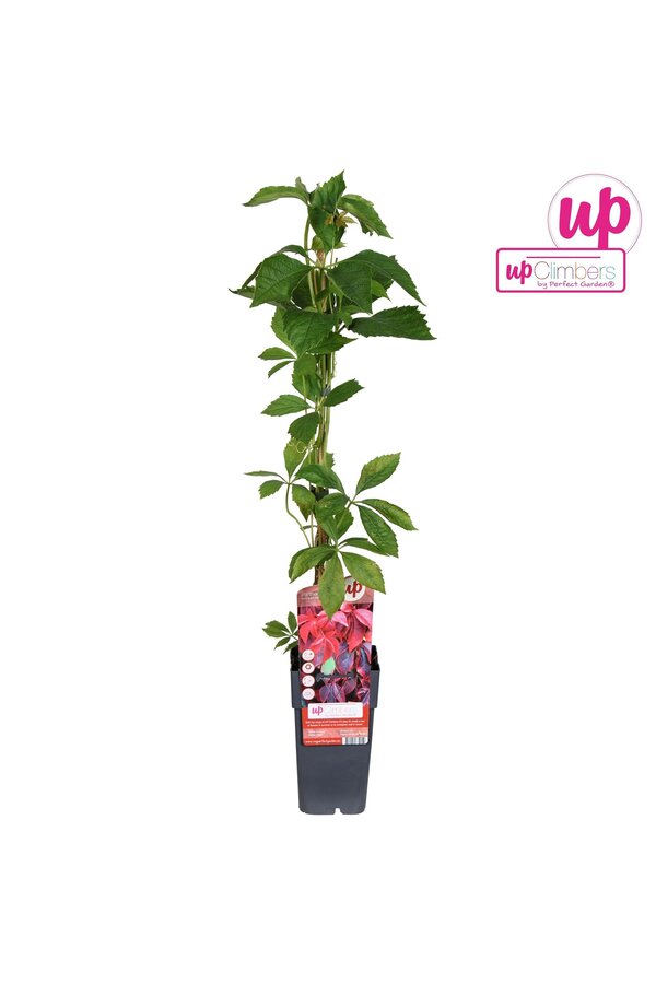 Parthenocissus quinquefolia P15