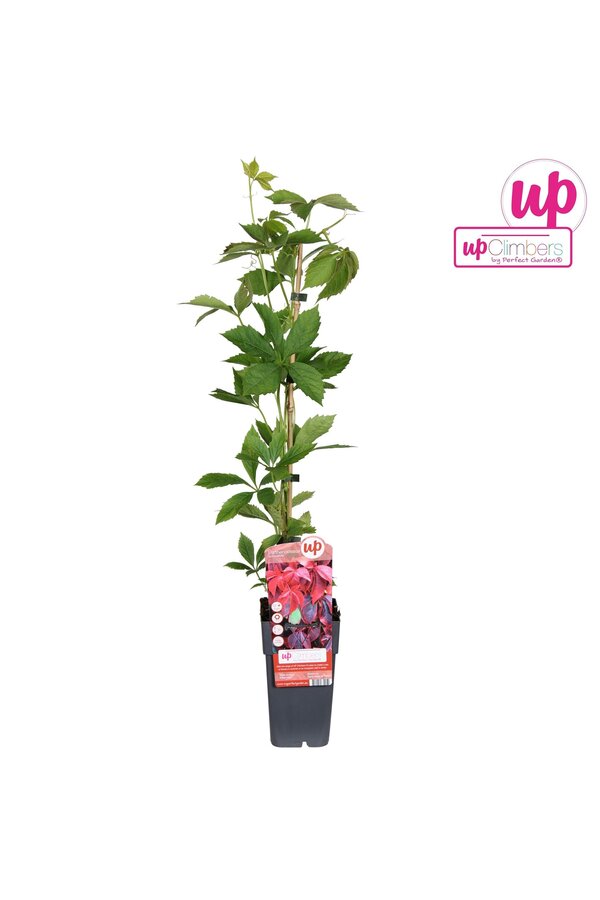 Parthenocissus quinquefolia P15