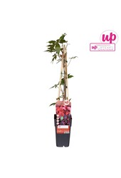 Parthenocissus quinquefolia P15