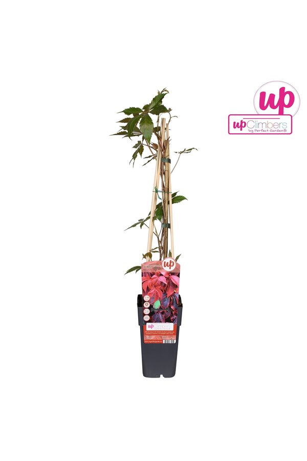 Parthenocissus quinquefolia P15