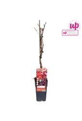 Parthenocissus quinquefolia P15