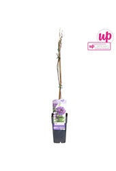 Wisteria frutescens Longwood Purple P15