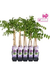 Wisteria frutescens Longwood Purple P15