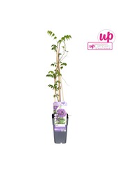 Wisteria frutescens Longwood Purple P15