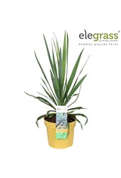 Yucca gloriosa Variegata P19