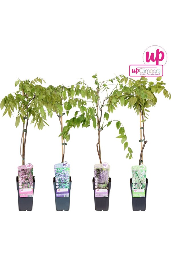 Wisteria Mix Tray P15