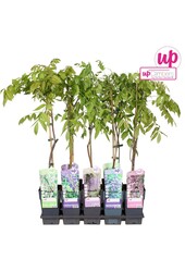 Wisteria Mix Tray P15