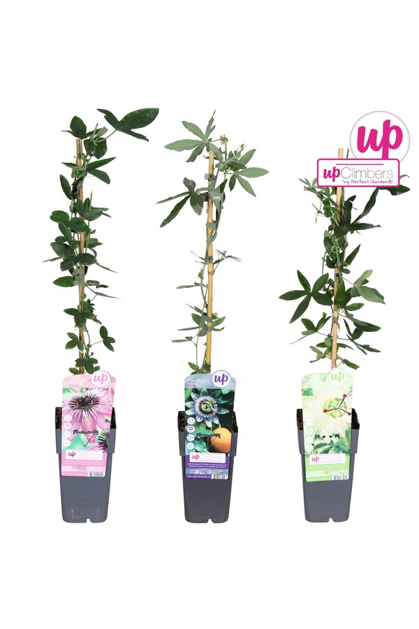 Passiflora Mix-Tray P15