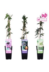 Passiflora Mix-Tray P15