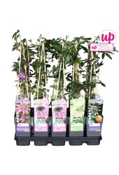 Passiflora Mix-Tray P15