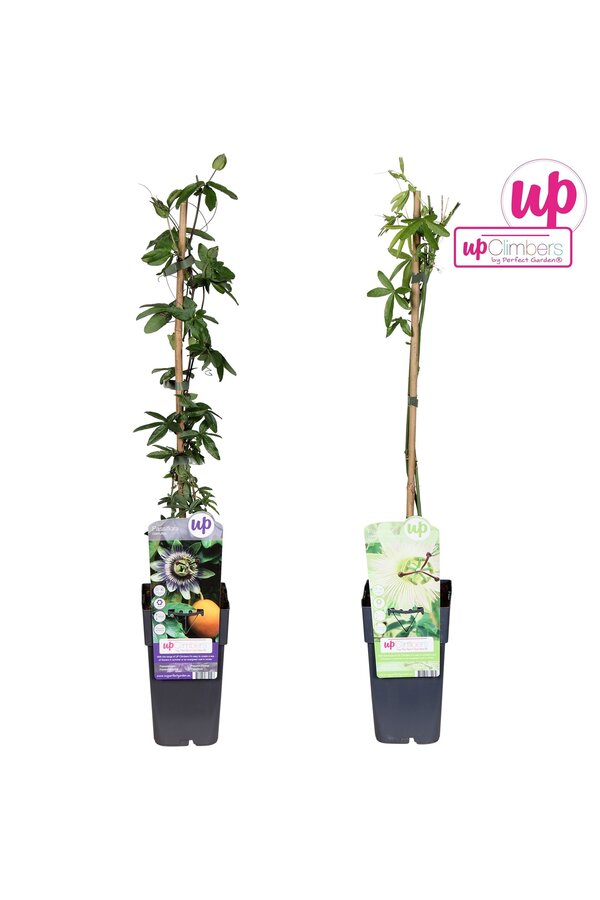 Passiflora Mix-Tray P15