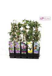 Passiflora Mix-Tray P15
