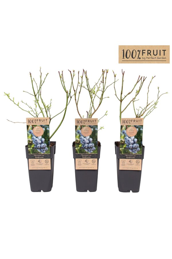 Vaccinium Goldtraube 71 P15