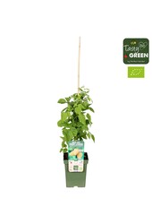 Rubus idaeus Schlaraffia Golddigger® Bio P23