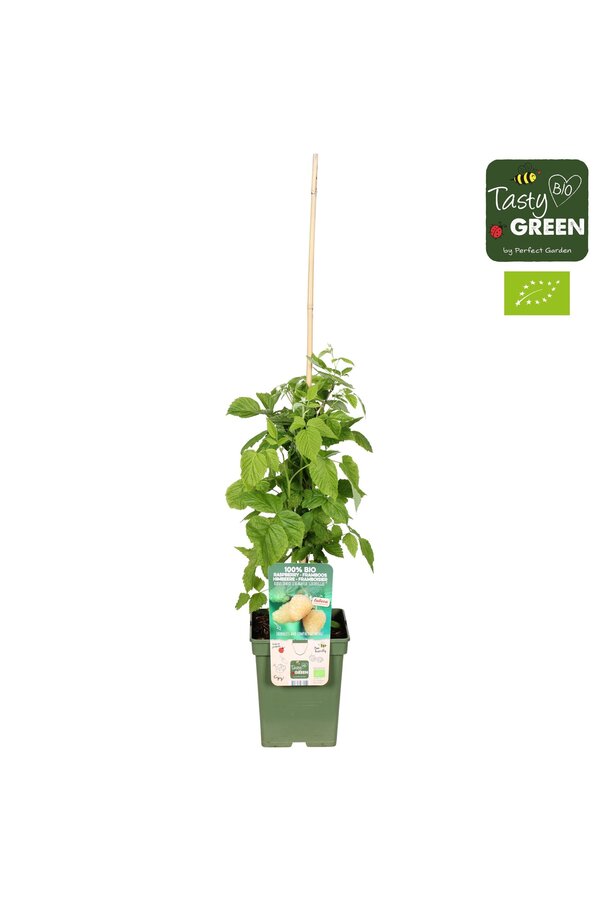 Rubus idaeus Schlaraffia Golddigger® Bio P23