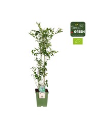 Vaccinium corymbosum Reka® Bio P23