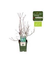 Vaccinium corymbosum Reka® Bio P23