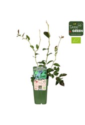 Vaccinium corymbosum Reka Bio P15