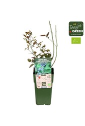 Vaccinium corymbosum Reka Bio P15