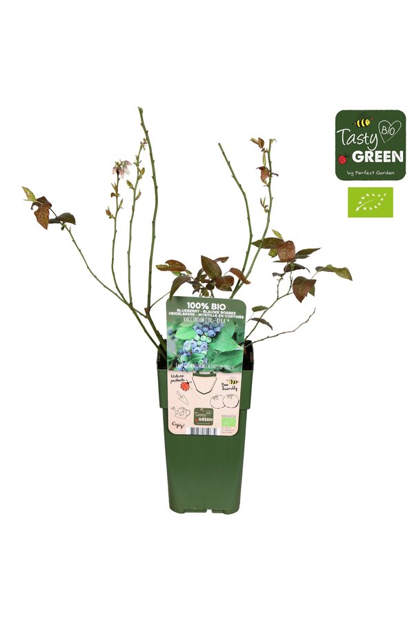 Vaccinium corymbosum Reka Bio P15
