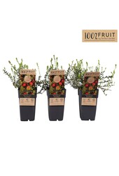 Vaccinium Early Black P15