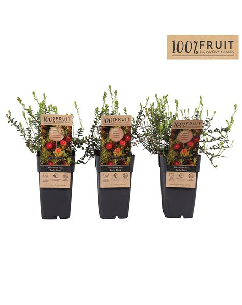 Vaccinium Early Black P15