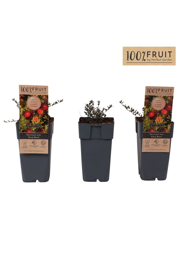 Vaccinium Early Black P15